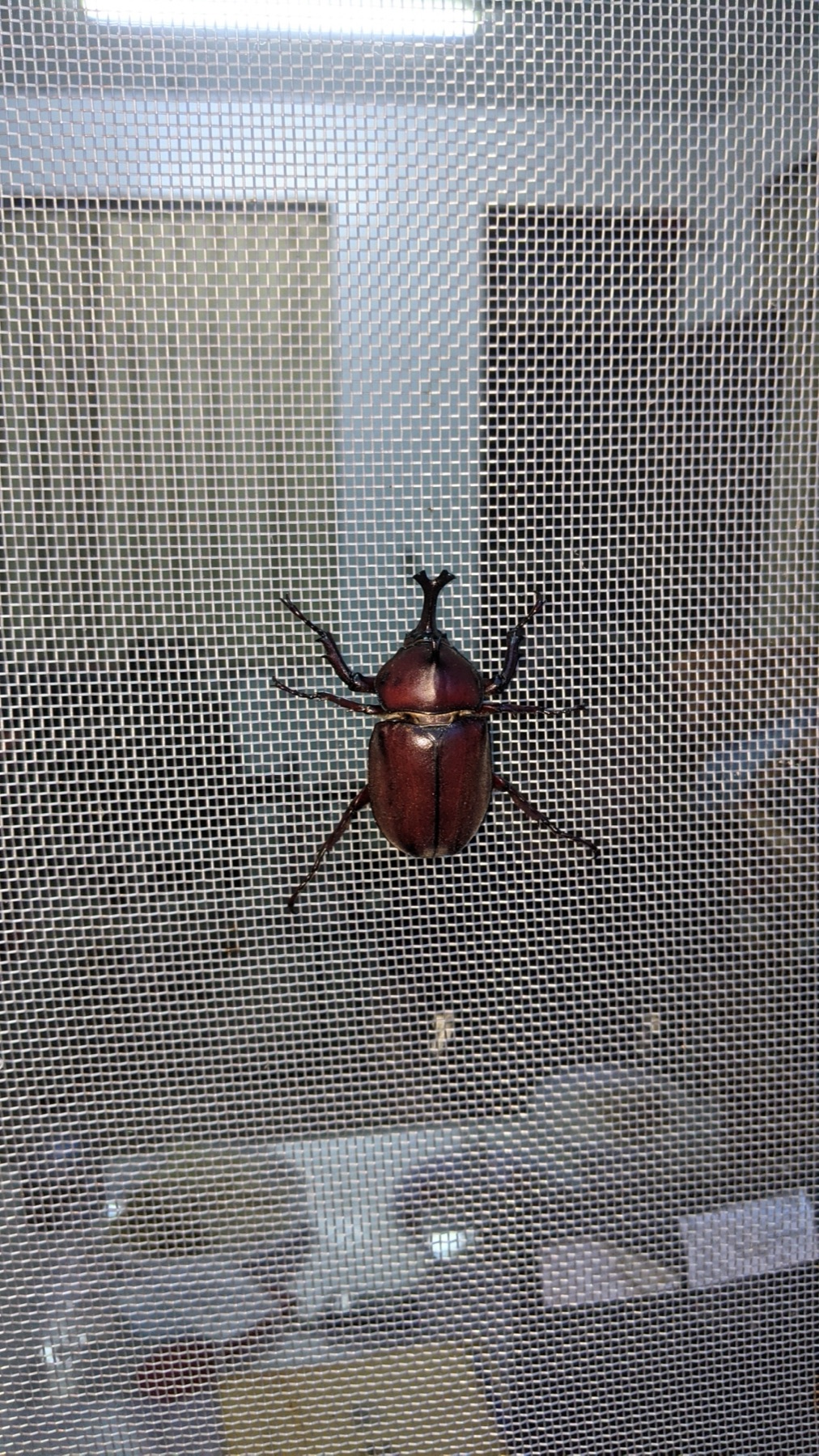 カブト太郎